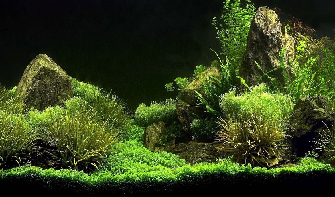 Les algues dans l'aquarium